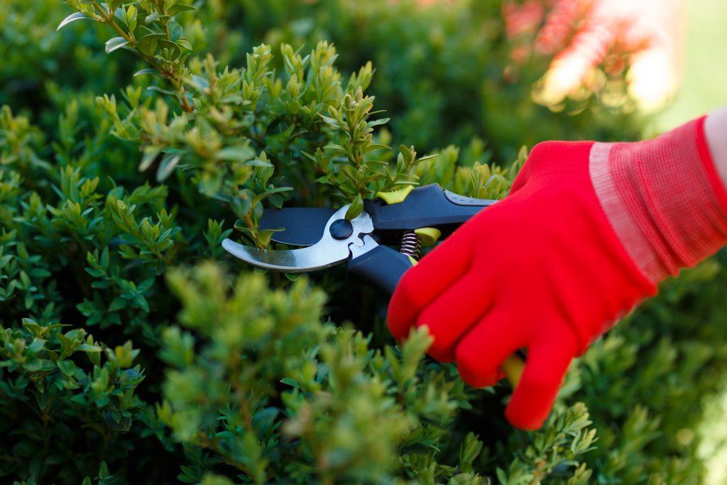 SHRUB PRUNING AND REMOVAL