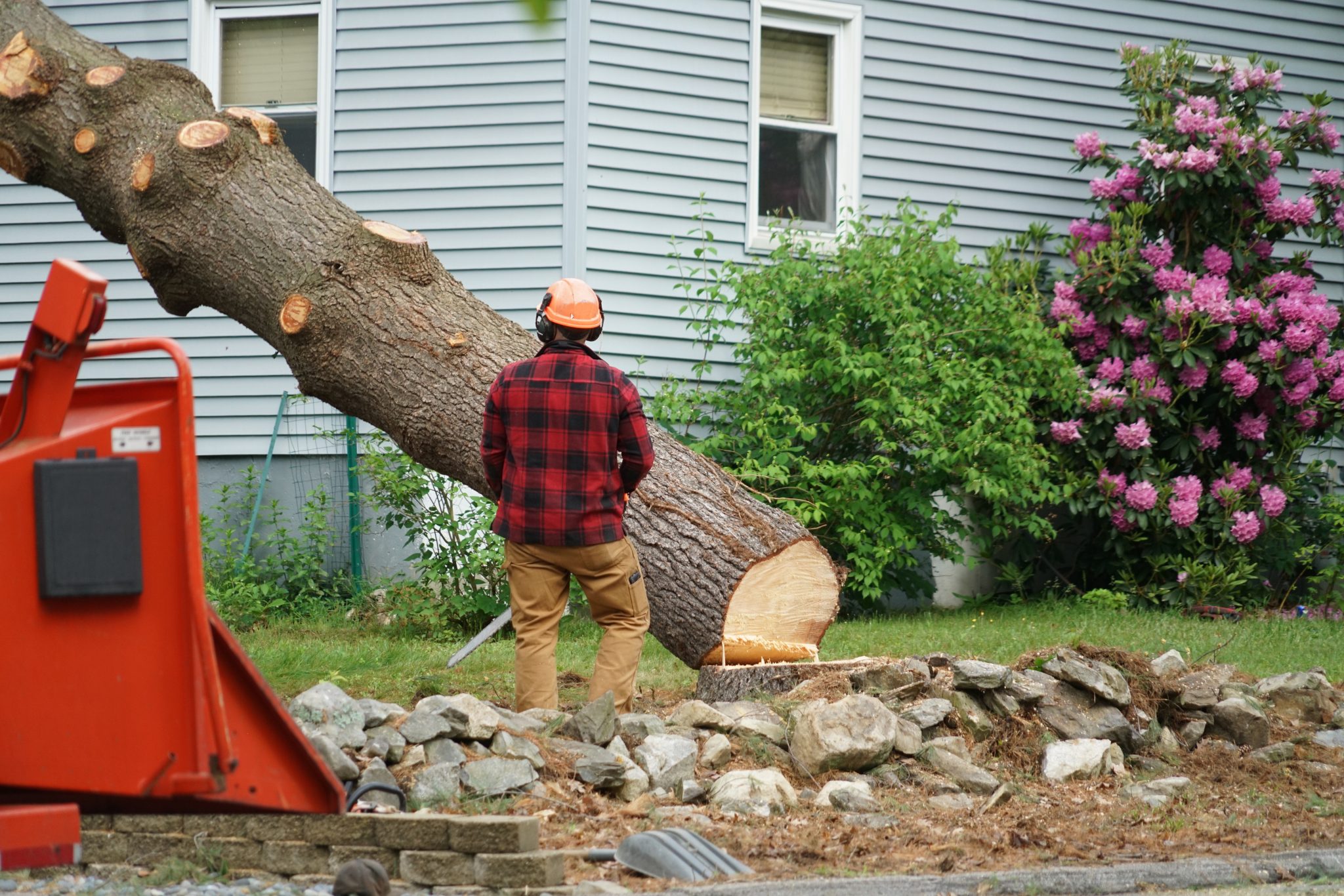 tree-removal-in-lubbock-tree-removal-and-services