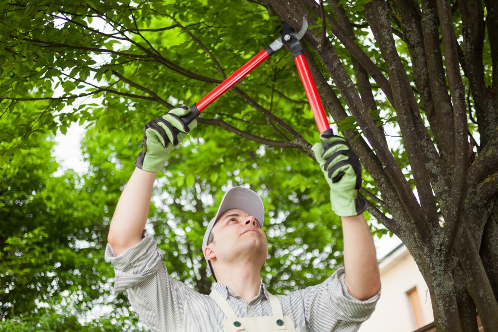 TREE TRIMMING AND PRUNING IN LUBBOCK